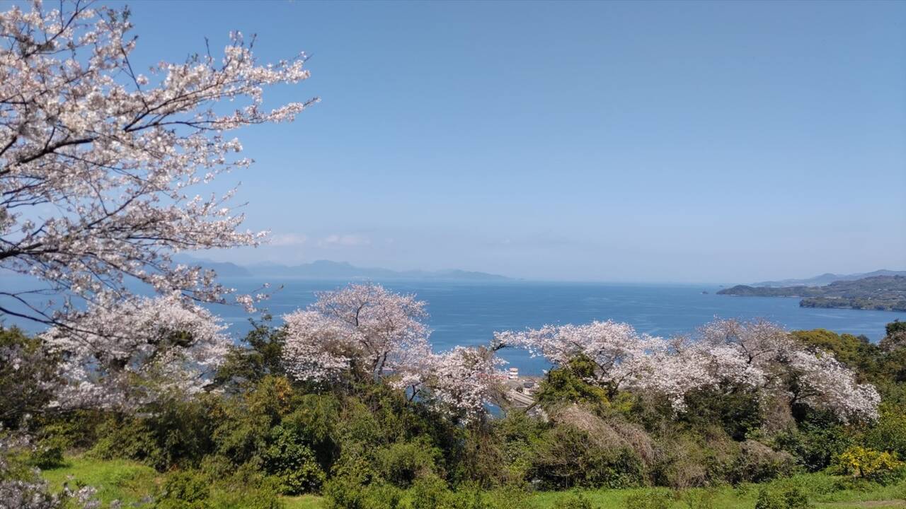 fukuda farm sakura