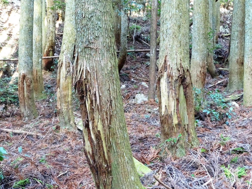 syokugai