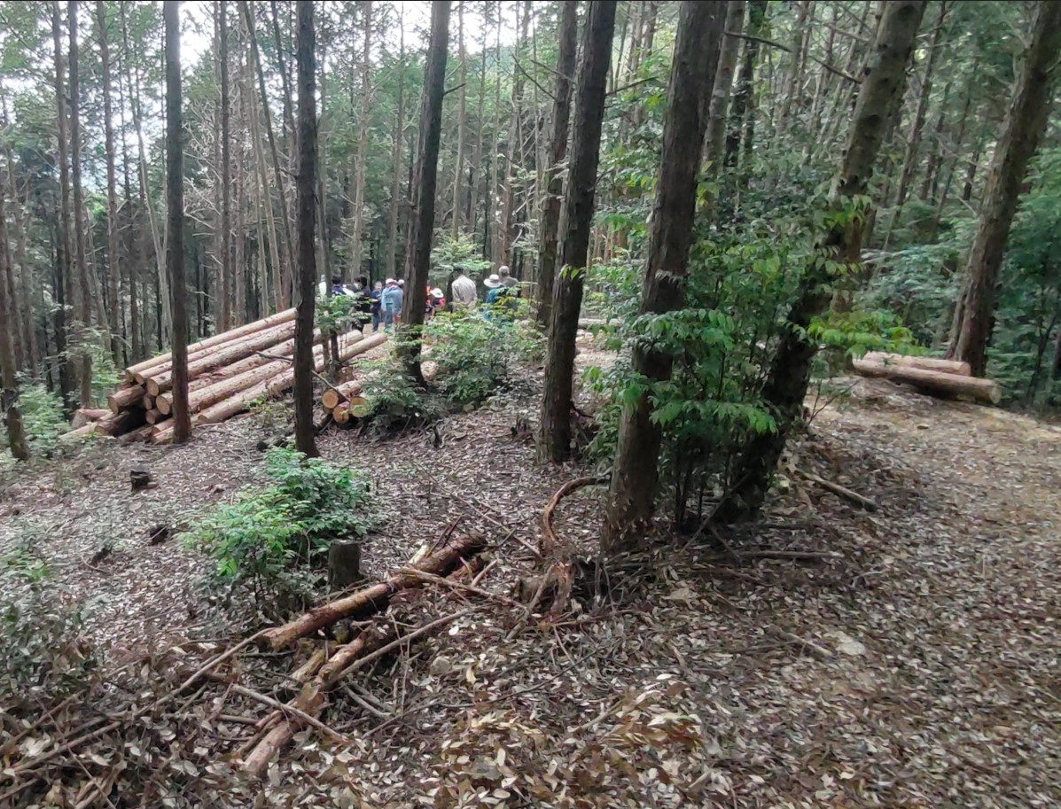 woody road 07