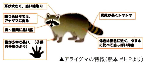 araiguma 01