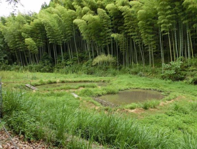 ushirodani