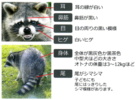 araiguma manual page 1 1