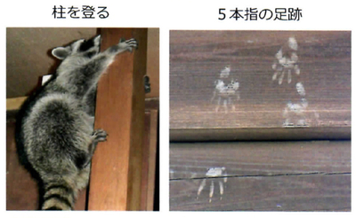 araiguma manual page 1 3