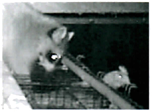 araiguma manual page 3 3