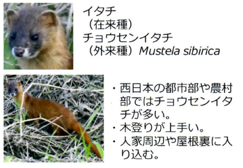 araiguma manual page2 5